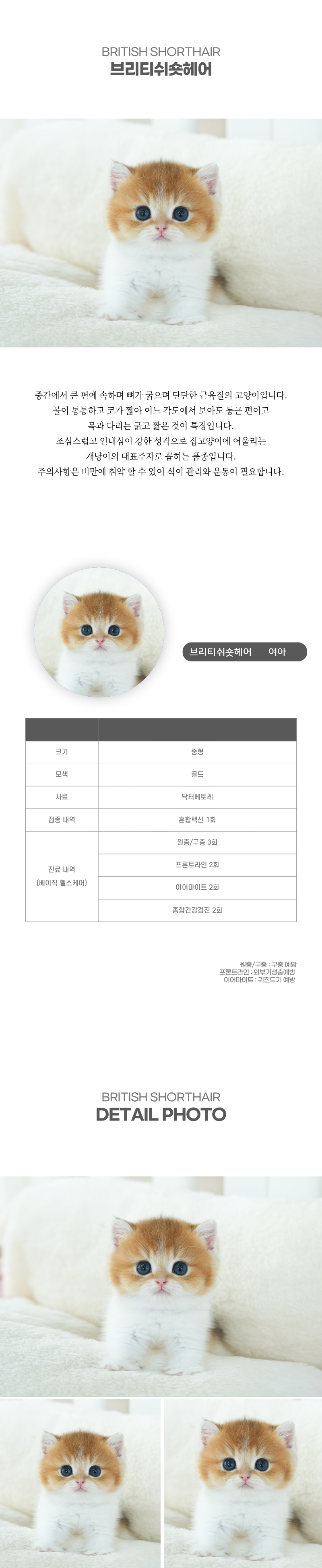 브리티쉬숏헤어_상세이미지_2